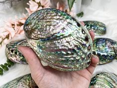 Beautiful polished Abalone Shells Ocean-inspired Abalone Shell Decor, Crystal Power, Crystals Healing Properties, Abalone Shell, Crystal Shop, Crystal Gifts, Sacred Space, Sea Life, Crystal Items