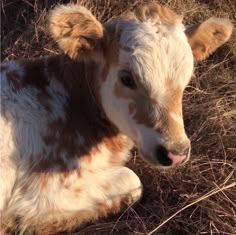 a brown and white cow laying on top of dry grass