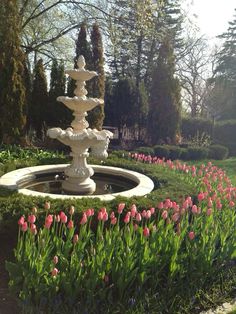 a fountain in the middle of a garden with tulips