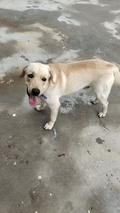 a dog is standing on the concrete with its tongue hanging out