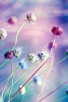 some flowers that are in the grass