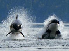 two orca killer whales in the water with their mouths open and one is jumping out of the water