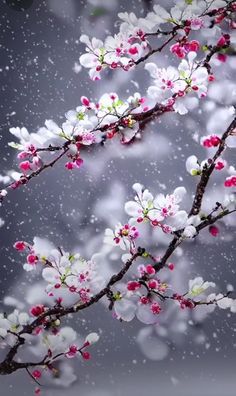 white and pink flowers on a tree branch with snow falling in the sky behind them