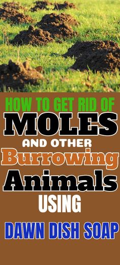 how to get rid of mollies and other burrowing animals using dawn dish soap