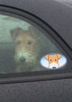 a dog sitting in the drivers seat of a car with a sticker on it