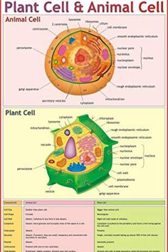 an animal cell and plant cell are labeled in this poster, which shows the different parts