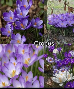 four different pictures of purple and white crocus in various stages of blooming