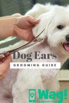 Morkie Grooming Styles, Diy Grooming Salon, Maltese Grooming Styles, Grooming Salon Ideas, Dog Grooming Salon Ideas, Maltese Dogs Grooming, Goldendoodle Grooming