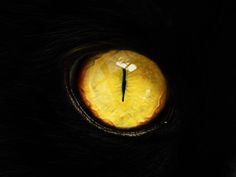 a cat's eye is shown in the dark with its yellow eyeshadow