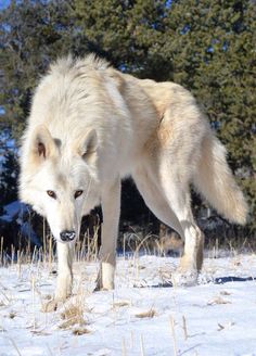 a large white wolf walking across a snow covered field