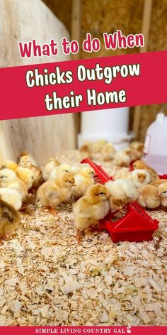 what to do when chickens outgrow their home