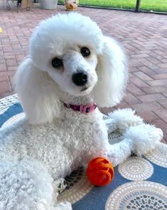 a white poodle sitting on top of a blue and white rug next to a brick patio