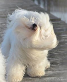 a small white dog is walking down the street with it's head turned to the side