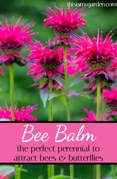 bee balm is the perfect perennial to attract bees and butterflies in this easy guide