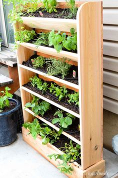 a wooden shelf filled with lots of plants