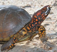 a close up of a turtle in the sand