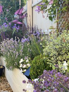 a garden filled with lots of purple and white flowers next to a wooden fence covered in greenery