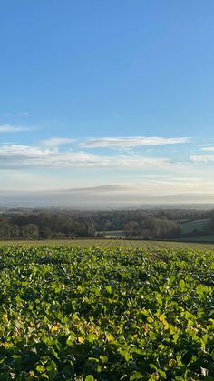 a field with lots of green plants and hills in the distance on a sunny day