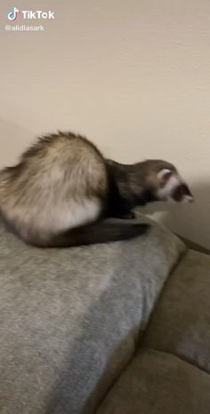 a ferret is sitting on top of a black cabinet in a room with white walls