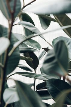 a plant with lots of green leaves on it