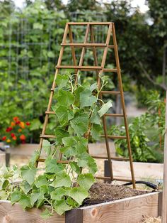 a wooden trellis with plants growing in it