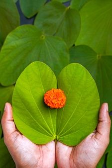 a person holding up a green leaf with an orange flower on it's center