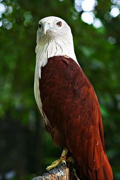 a white and brown bird sitting on top of a tree branch in front of some trees