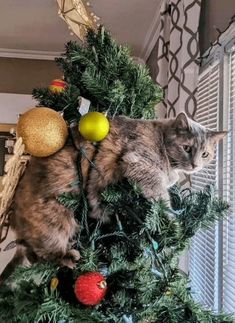 a cat sitting on top of a christmas tree