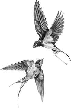 two birds flying next to each other in the air