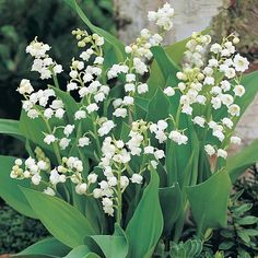 a bunch of white flowers sitting in the grass