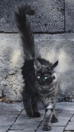 a black cat walking across a sidewalk next to a stone wall with its tail in the air