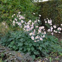 some white and pink flowers are in the middle of green plants with brown leaves on them