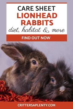 a small rabbit sitting on top of a blanket with the words care sheet lionhead rabbits diet habitat & more find out now