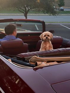 a dog is sitting in the back seat of a convertible car as a man looks on