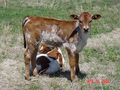 two baby cows standing next to each other in the grass and one is nursing from its mother