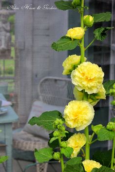 yellow flowers are growing in a pot outside