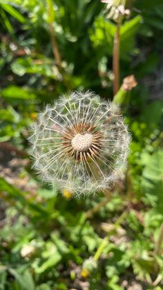 a dandelion in the middle of some plants