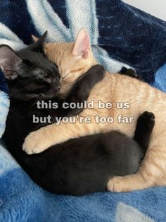 ‼️😔💔 Cute Things To Send Your Gf Pictures, This Could Be Us Cats, Us As Cats, Wholesome Cat Pics, Cat Relationship, Cats Cuddling, Cat Duo, Cat Kiss, Cat Memes Funny