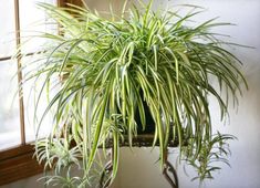 a large green plant sitting on top of a wooden table next to a window sill