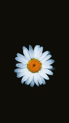 a single white flower with an orange center in the middle of it's petals