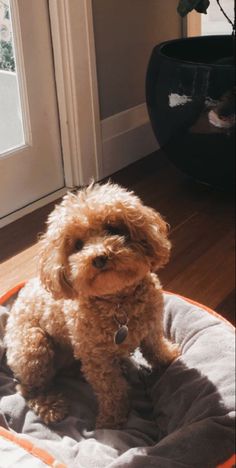 a brown dog sitting on top of a pet bed in front of a door with a potted plant