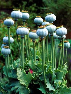 some very pretty blue flowers with green stems