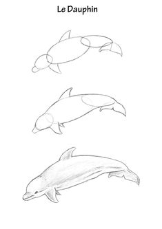 three dolphins are shown in different stages of their body and head, with the words le da