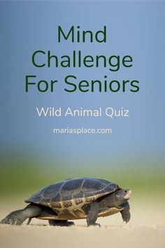 a turtle sitting on top of a sandy beach next to the words mind challenge for seniors wild animal quiz