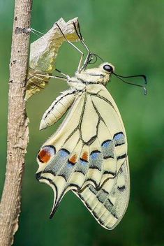 a large white butterfly hanging upside down on a tree branch