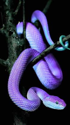 a purple snake is sitting on a tree branch