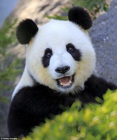 a black and white panda bear sitting on top of a lush green tree filled forest