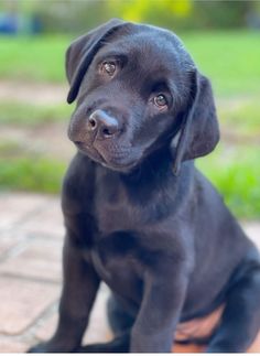 a black dog sitting on top of a brick floor