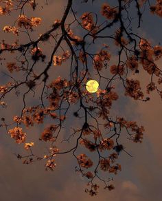 the moon is shining brightly in the sky above some trees with flowers on it's branches