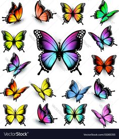 a group of colorful butterflies on a white background